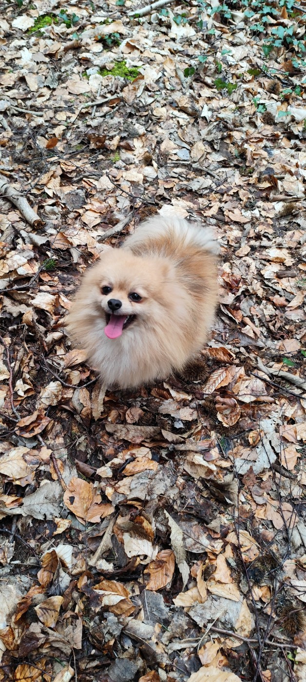 Voltaire Des Merveilles De La Nature