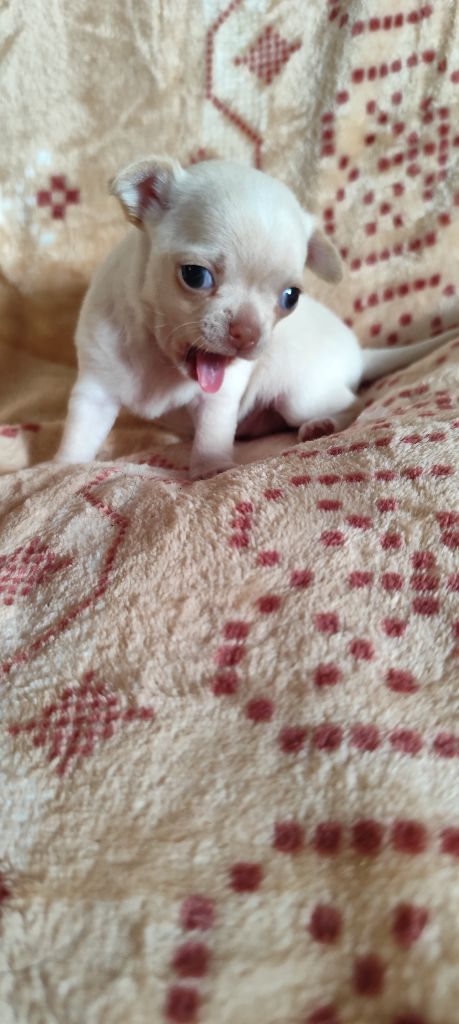 Des Merveilles De La Nature - Chiots disponibles - Chihuahua
