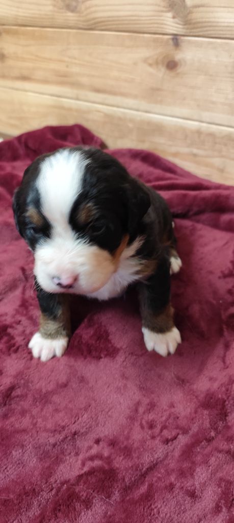 Des Merveilles De La Nature - Chiots disponibles - Bouvier Bernois