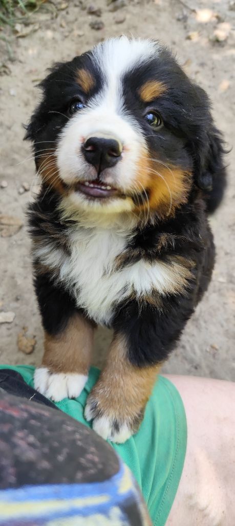 Des Merveilles De La Nature - Chiots disponibles - Bouvier Bernois