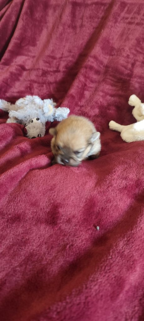 Des Merveilles De La Nature - Chiots disponibles - Spitz allemand