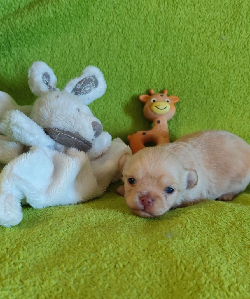 Des Merveilles De La Nature - Chiots disponibles - Chihuahua