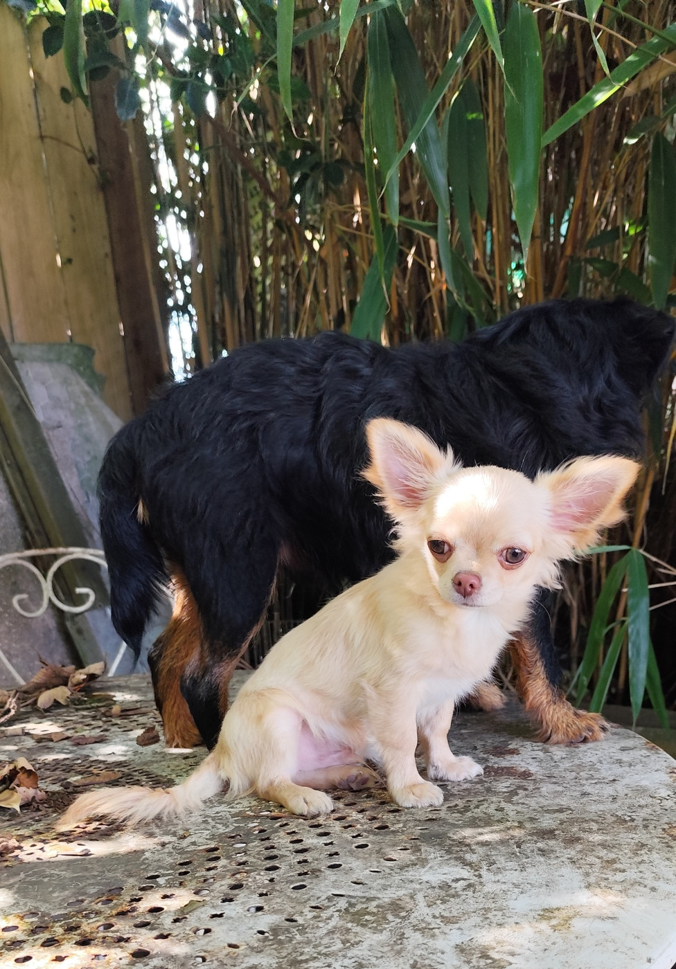 Des Merveilles De La Nature - Chiots disponibles - Chihuahua