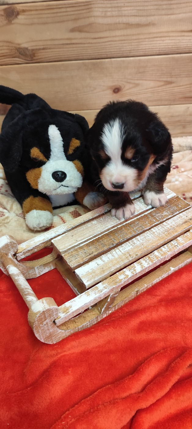 Des Merveilles De La Nature - Chiots disponibles - Bouvier Bernois