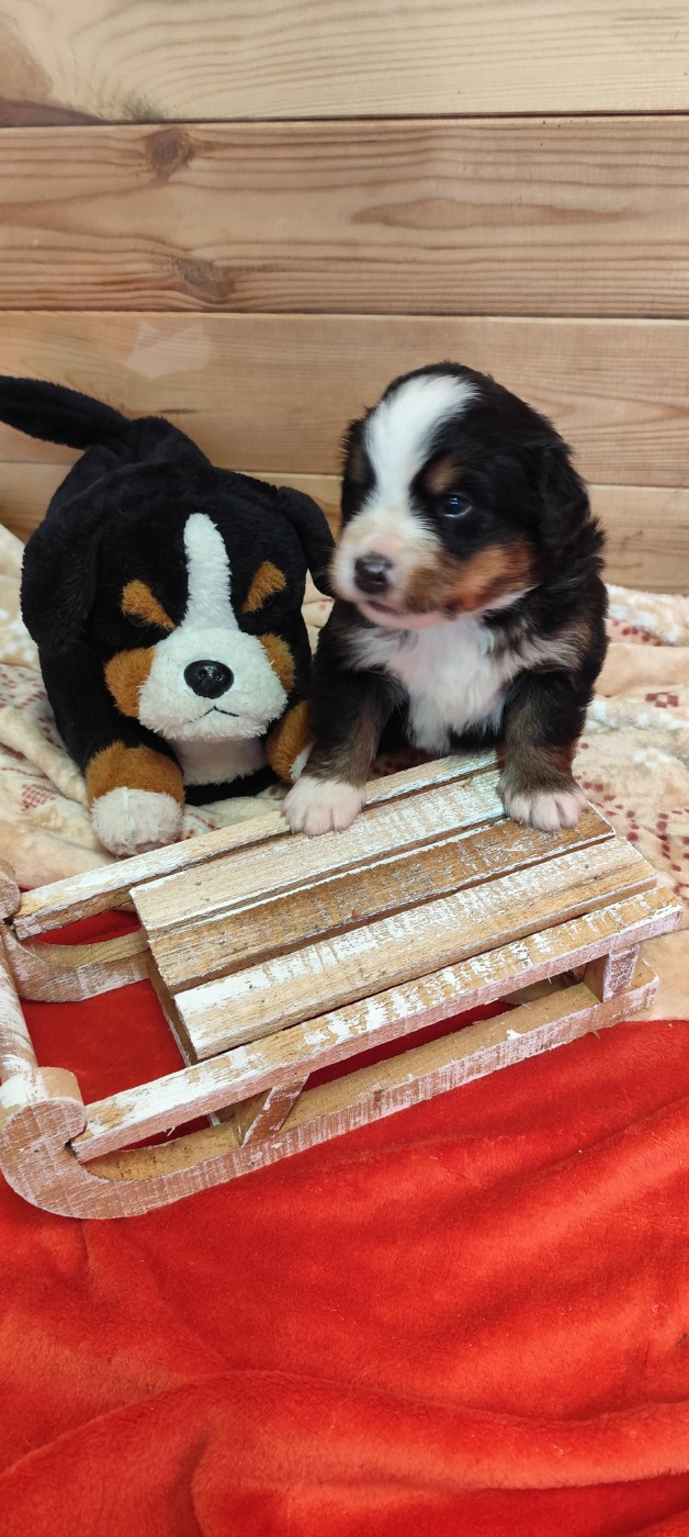 Des Merveilles De La Nature - Chiots disponibles - Bouvier Bernois