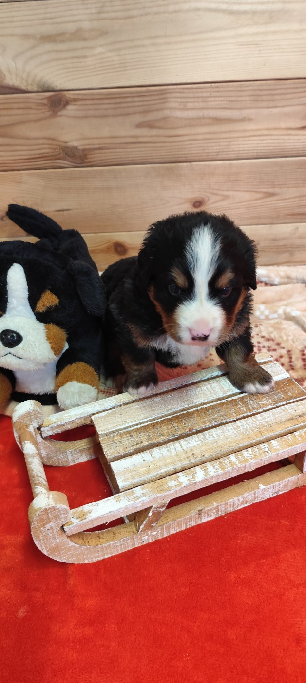 Des Merveilles De La Nature - Chiots disponibles - Bouvier Bernois
