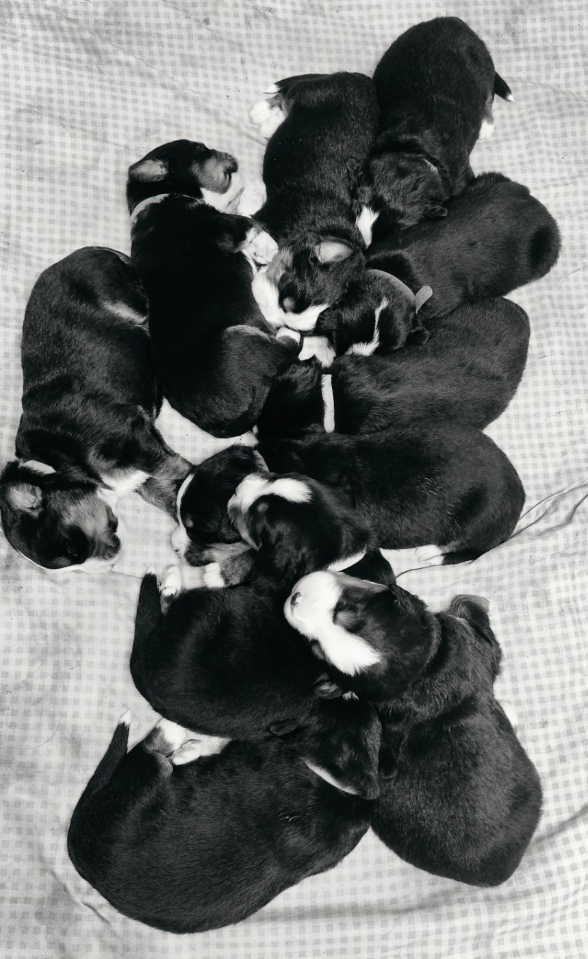 Chiot Bouvier Bernois Des Merveilles De La Nature