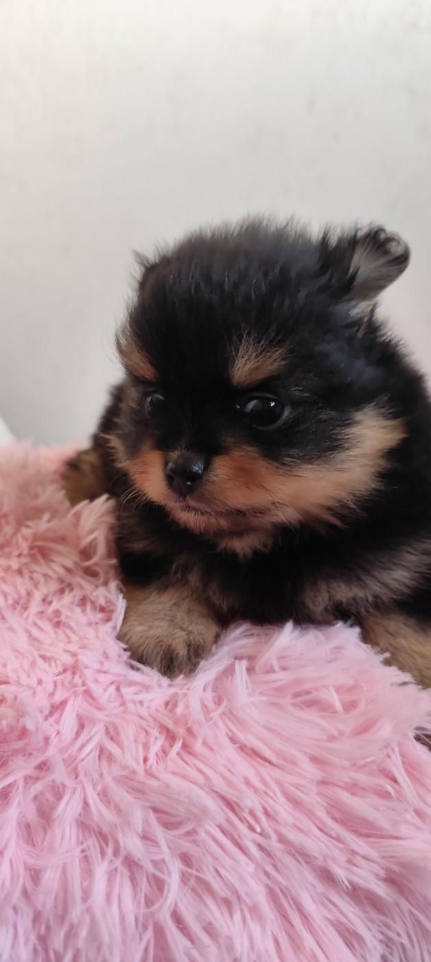 Des Merveilles De La Nature - Chiots disponibles - Spitz allemand