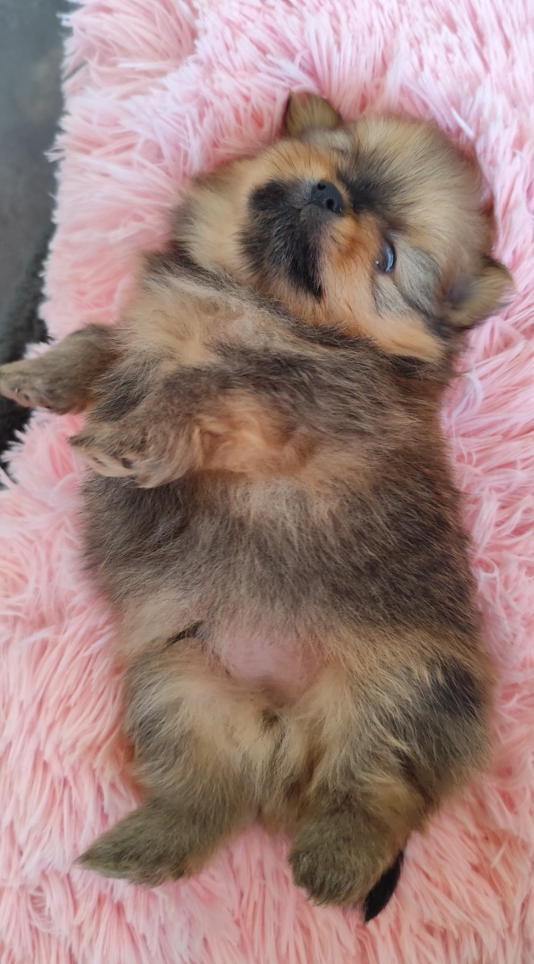 Des Merveilles De La Nature - Chiots disponibles - Spitz allemand