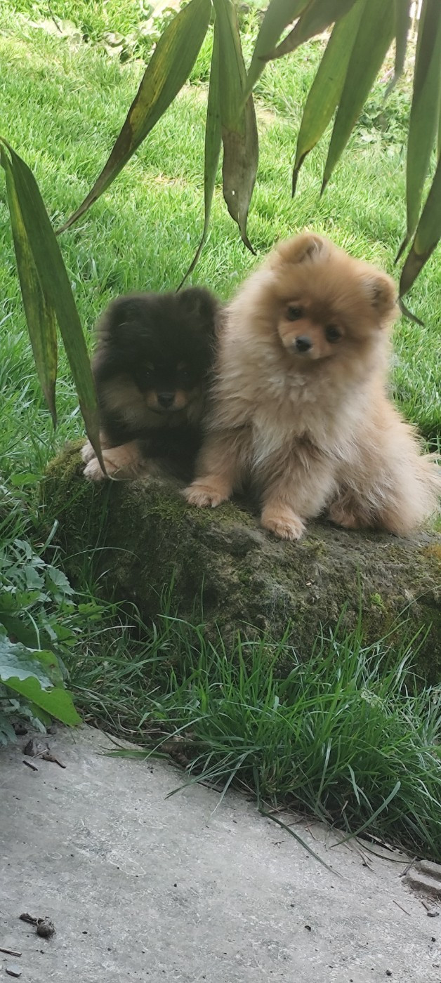 Des Merveilles De La Nature - Chiots disponibles - Spitz allemand