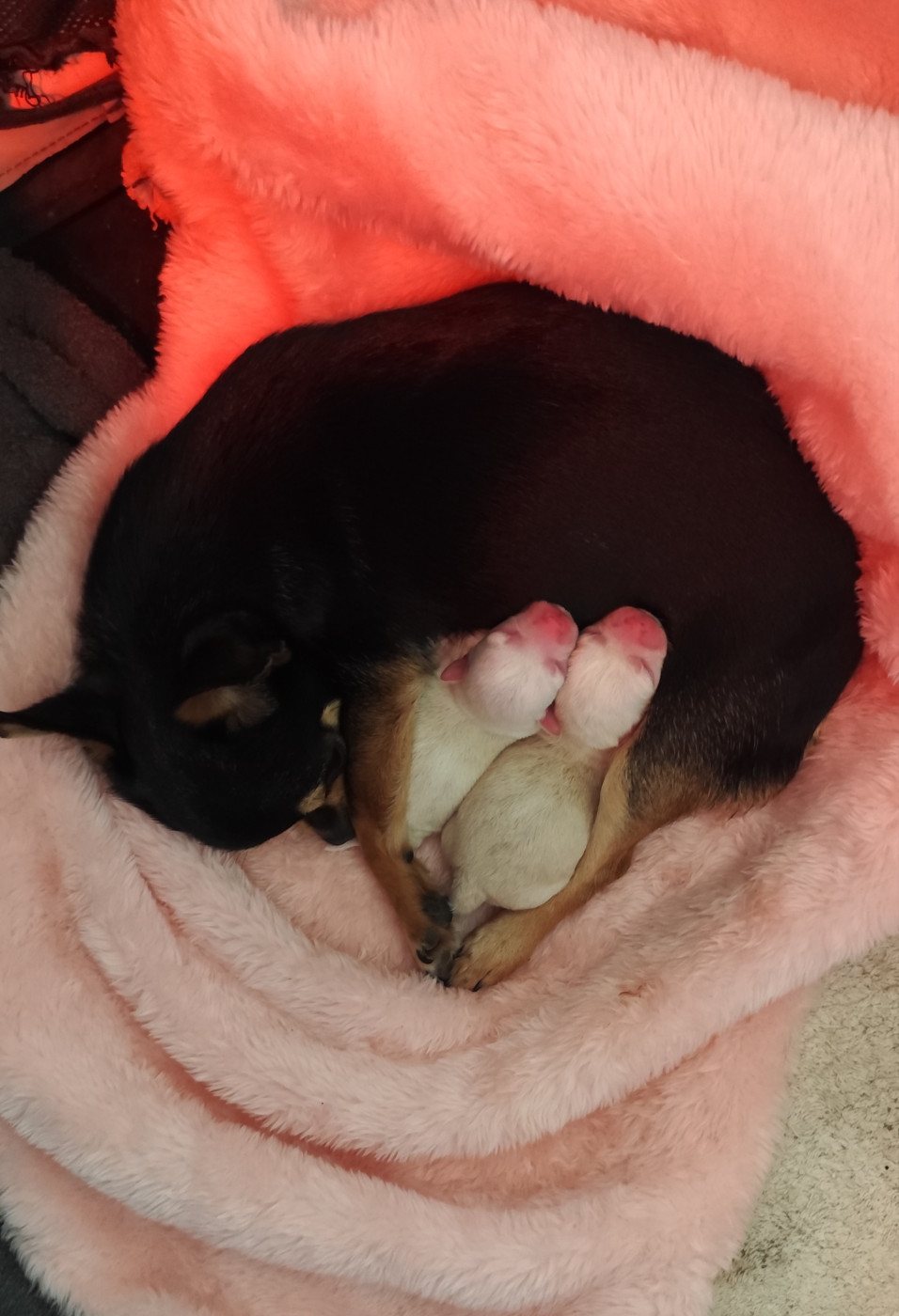 Chiot Chihuahua Des Merveilles De La Nature