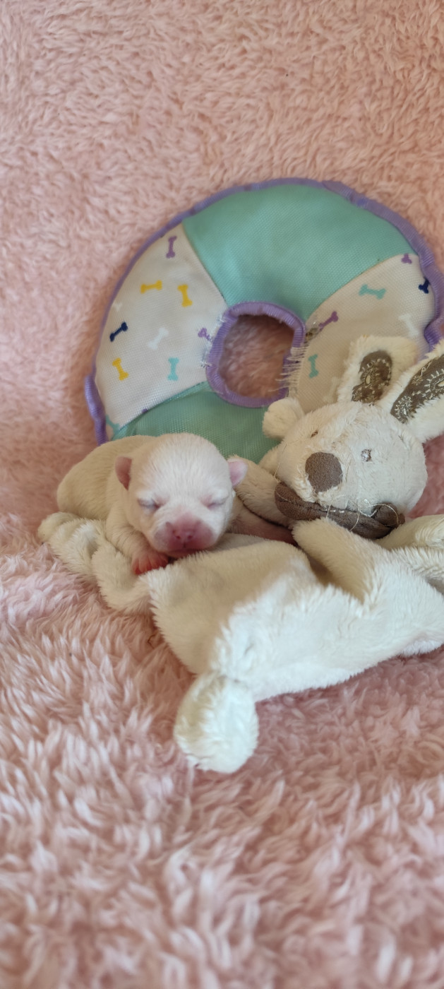 Des Merveilles De La Nature - Chiots disponibles - Chihuahua