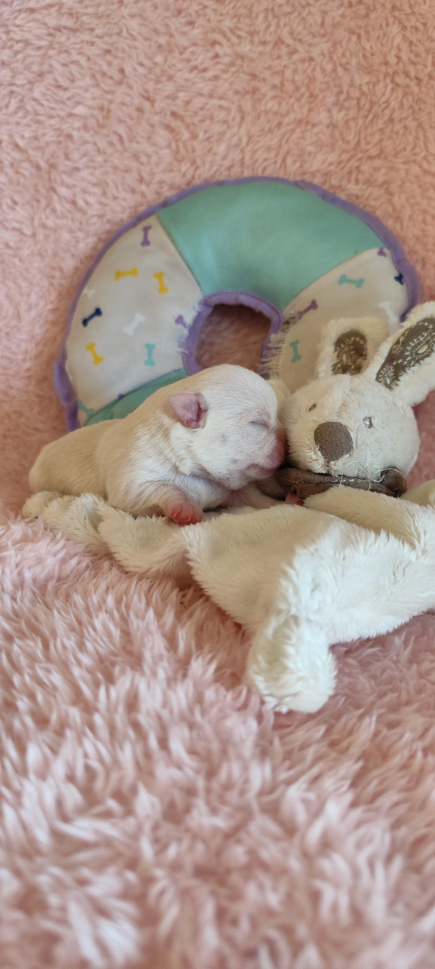 Des Merveilles De La Nature - Chiots disponibles - Chihuahua