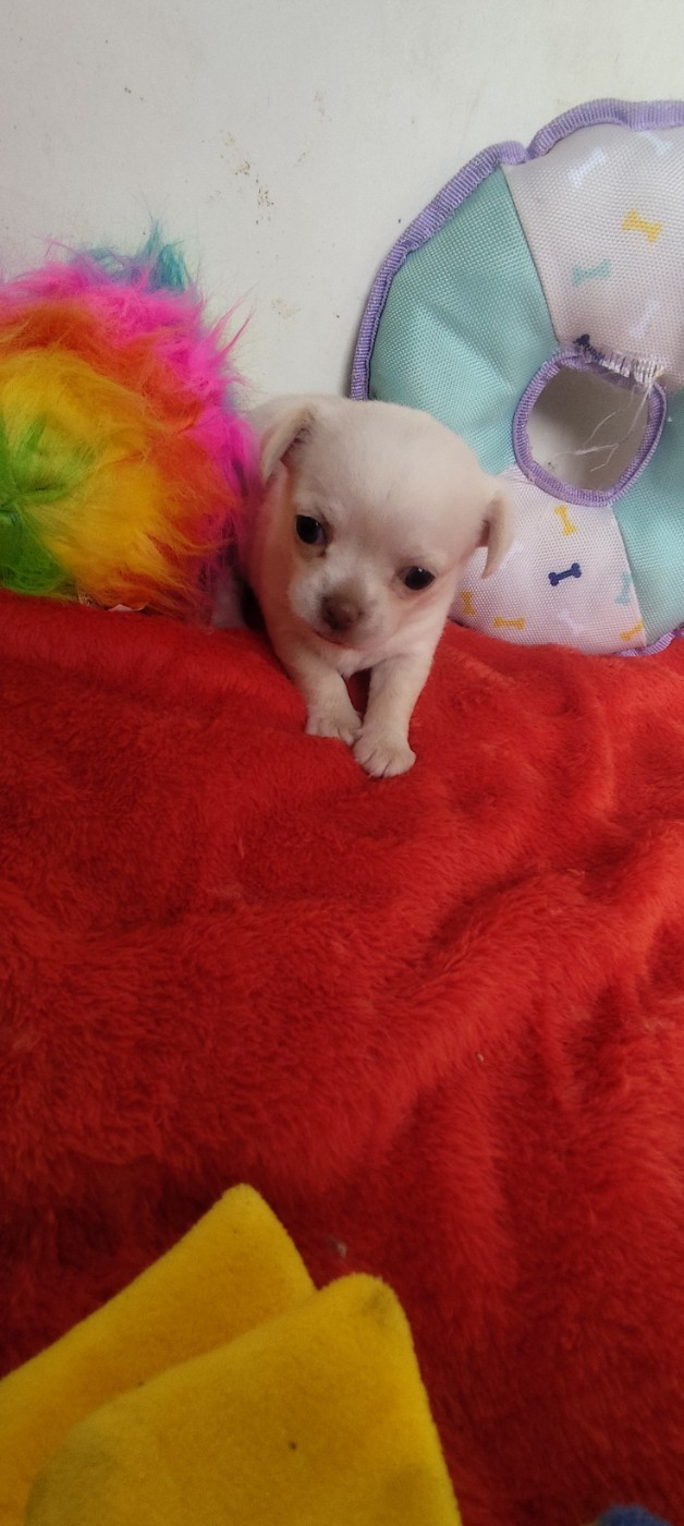 Des Merveilles De La Nature - Chiots disponibles - Chihuahua
