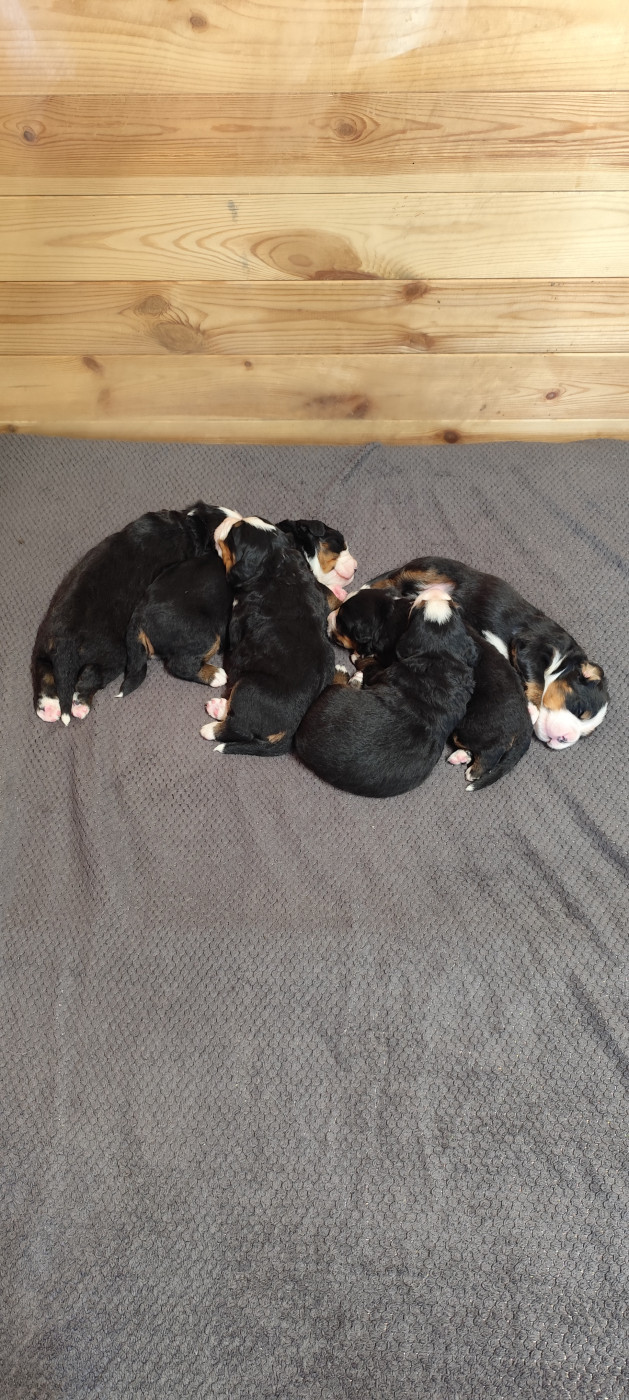 Chiot Bouvier Bernois Des Merveilles De La Nature
