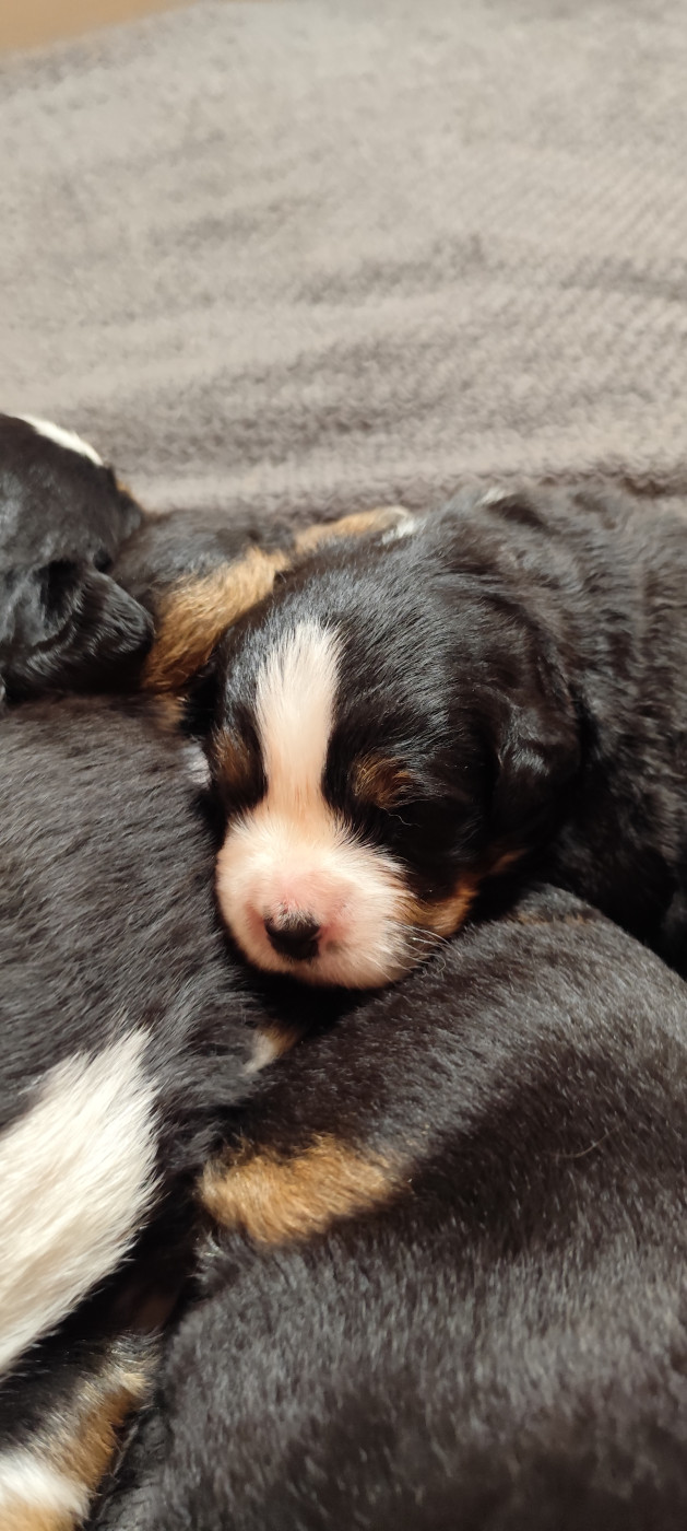 Des Merveilles De La Nature - Chiots disponibles - Bouvier Bernois
