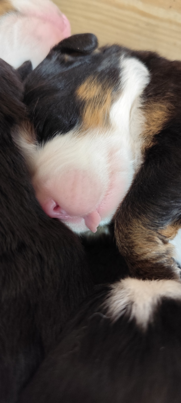 Des Merveilles De La Nature - Chiots disponibles - Bouvier Bernois