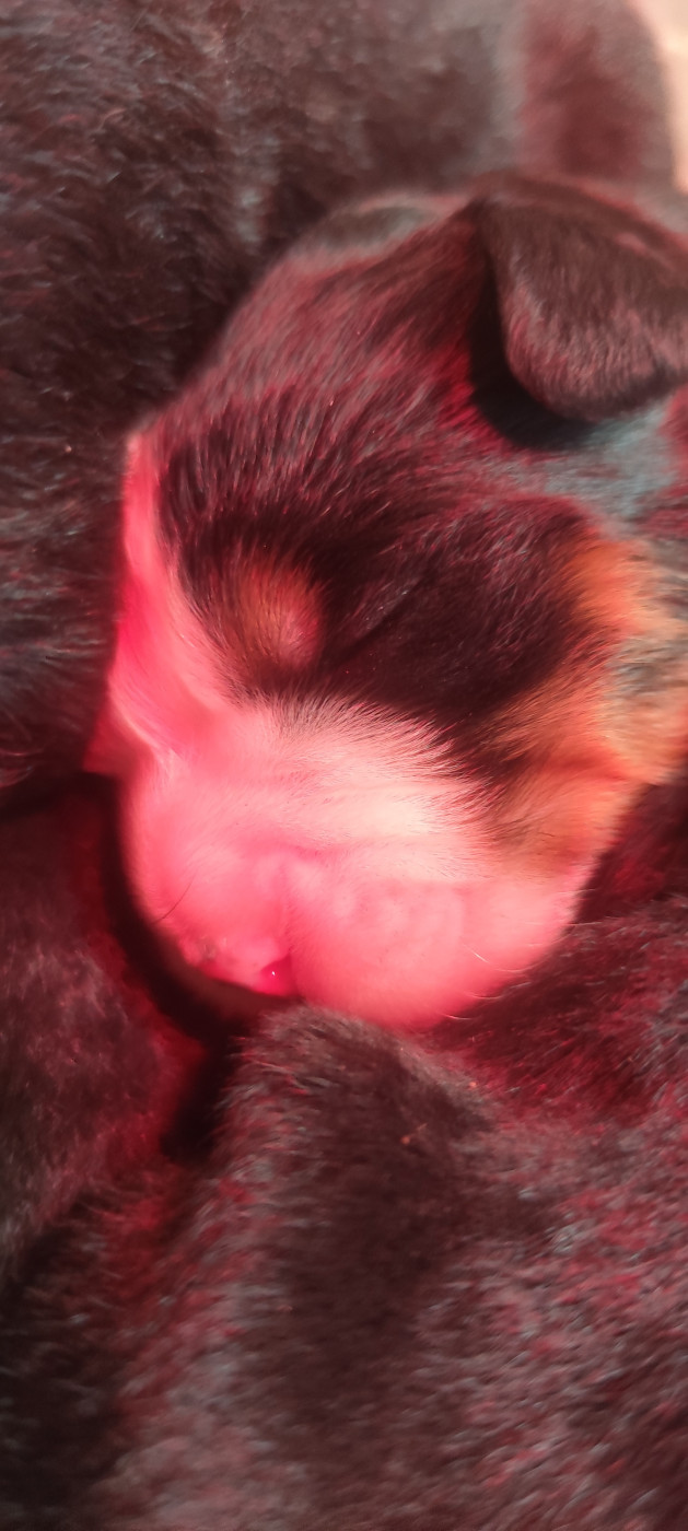 Des Merveilles De La Nature - Chiots disponibles - Bouvier Bernois