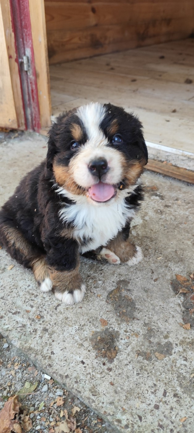 Des Merveilles De La Nature - Chiots disponibles - Bouvier Bernois
