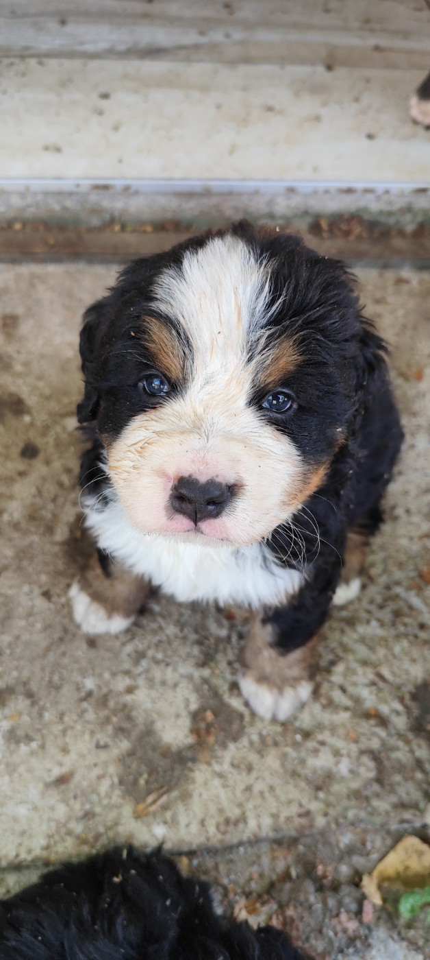 Des Merveilles De La Nature - Chiots disponibles - Bouvier Bernois