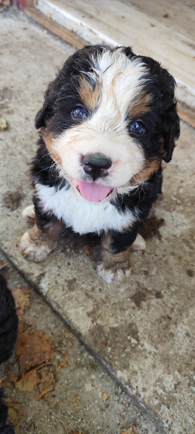 Des Merveilles De La Nature - Chiots disponibles - Bouvier Bernois