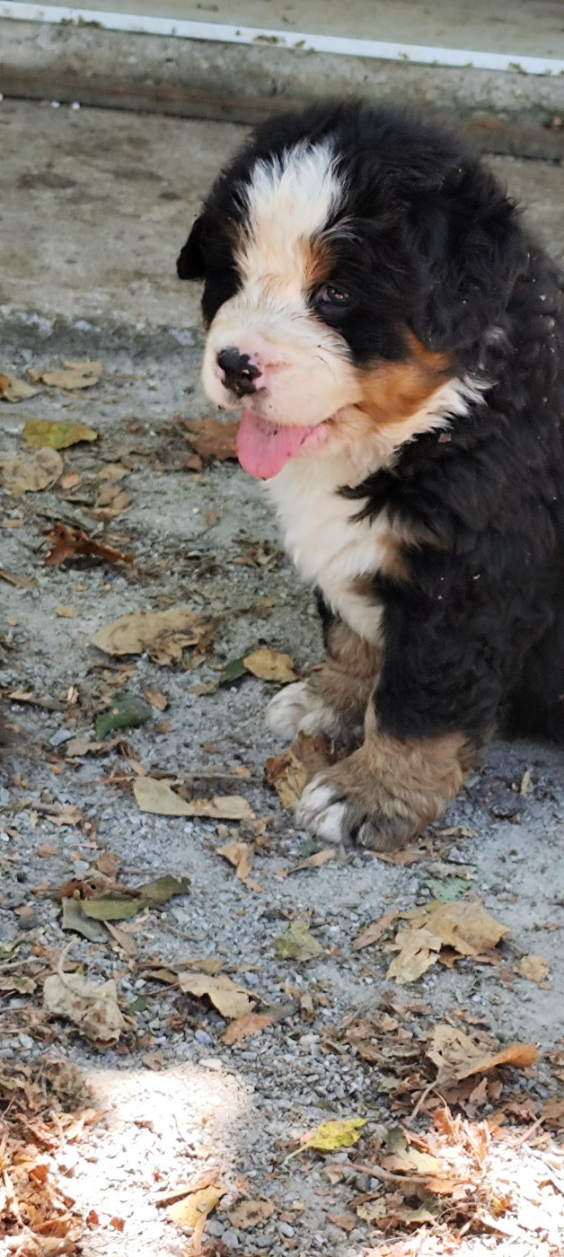 Des Merveilles De La Nature - Chiots disponibles - Bouvier Bernois