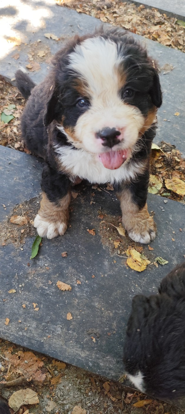 Des Merveilles De La Nature - Chiots disponibles - Bouvier Bernois