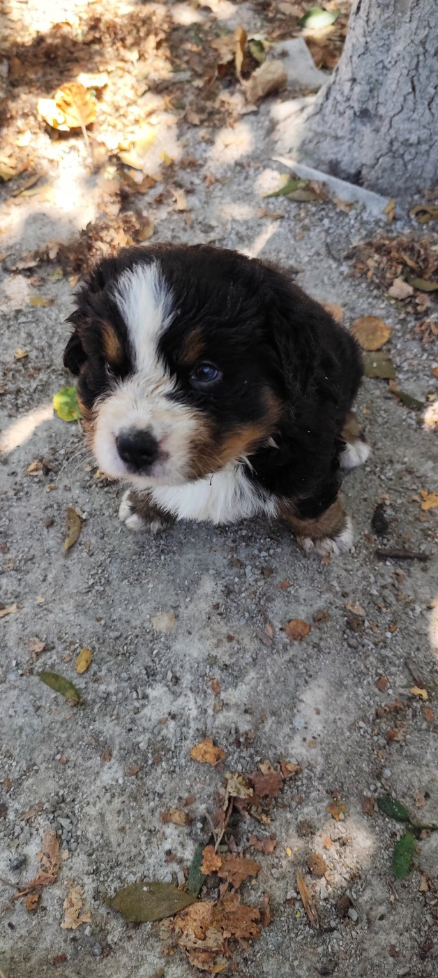 Des Merveilles De La Nature - Chiots disponibles - Bouvier Bernois
