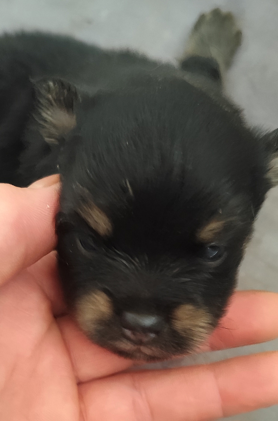 Des Merveilles De La Nature - Chiots disponibles - Spitz allemand