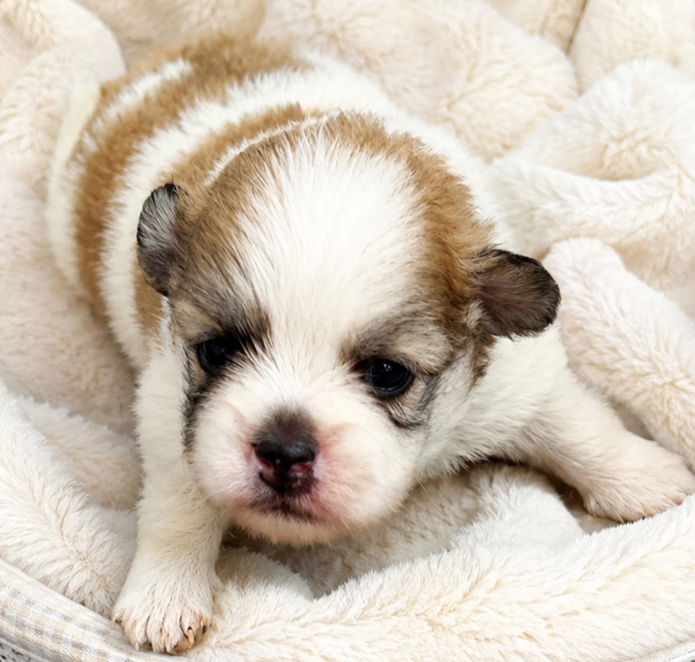 Des Merveilles De La Nature - Chiots disponibles - Spitz allemand