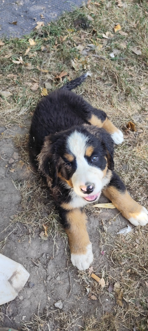 Des Merveilles De La Nature - Chiots disponibles - Bouvier Bernois