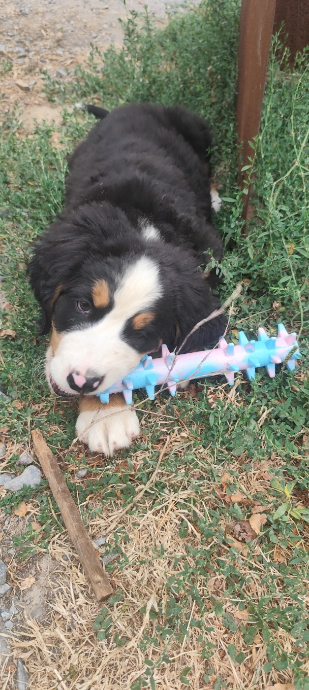 Des Merveilles De La Nature - Chiots disponibles - Bouvier Bernois