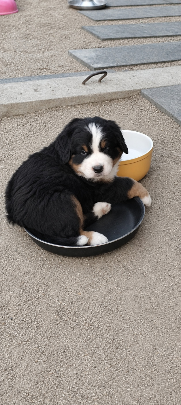 Des Merveilles De La Nature - Chiots disponibles - Bouvier Bernois