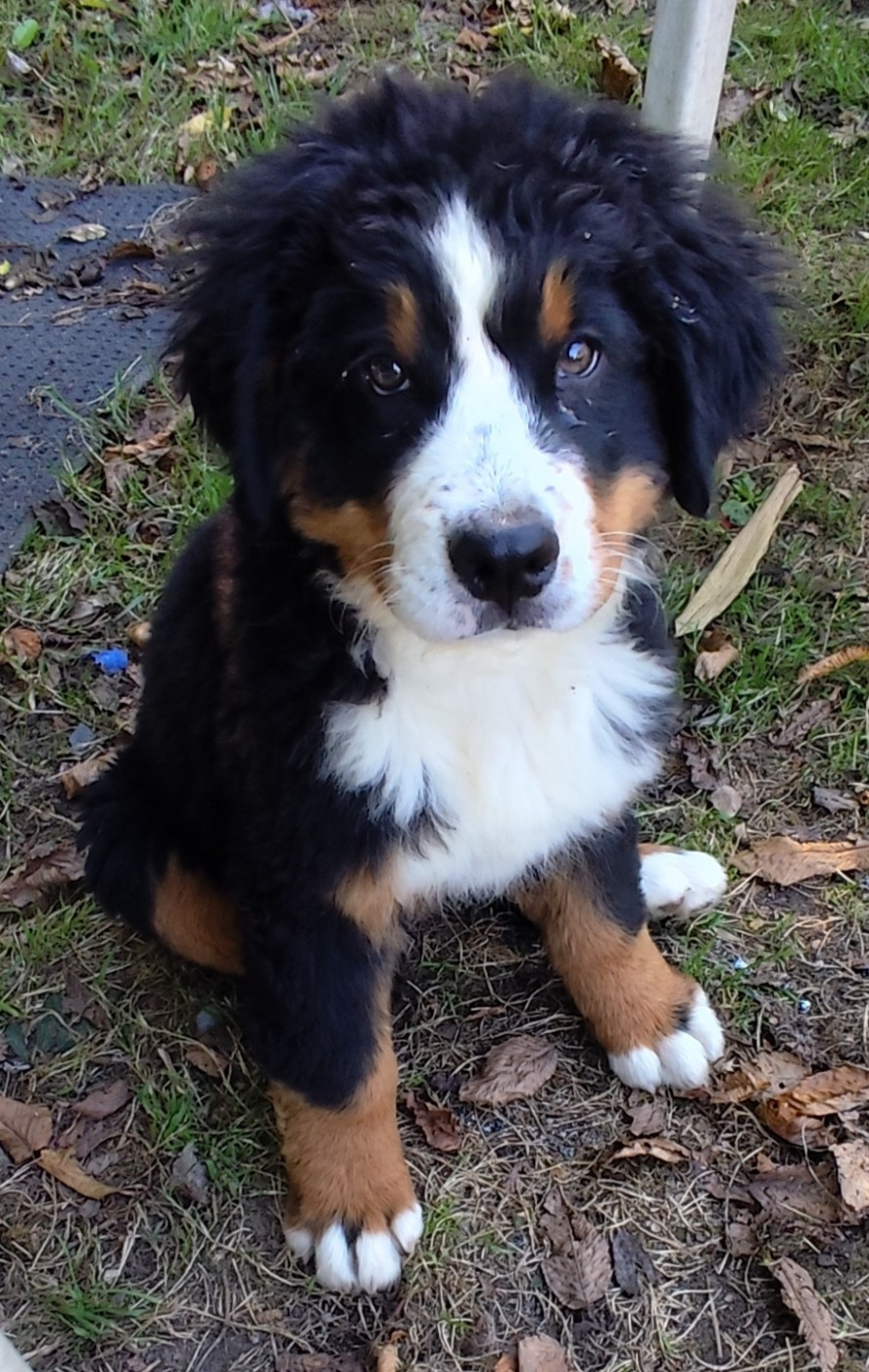 Des Merveilles De La Nature - Chiots disponibles - Bouvier Bernois