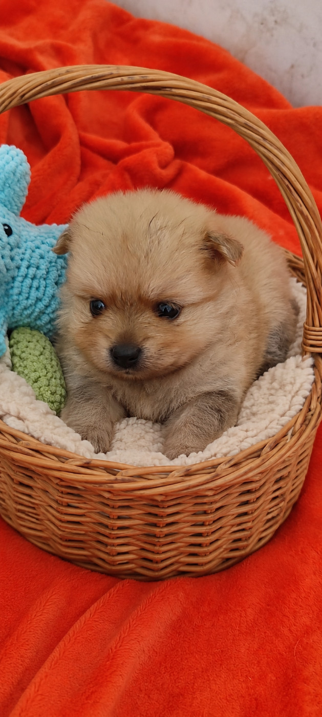 Des Merveilles De La Nature - Chiots disponibles - Spitz allemand