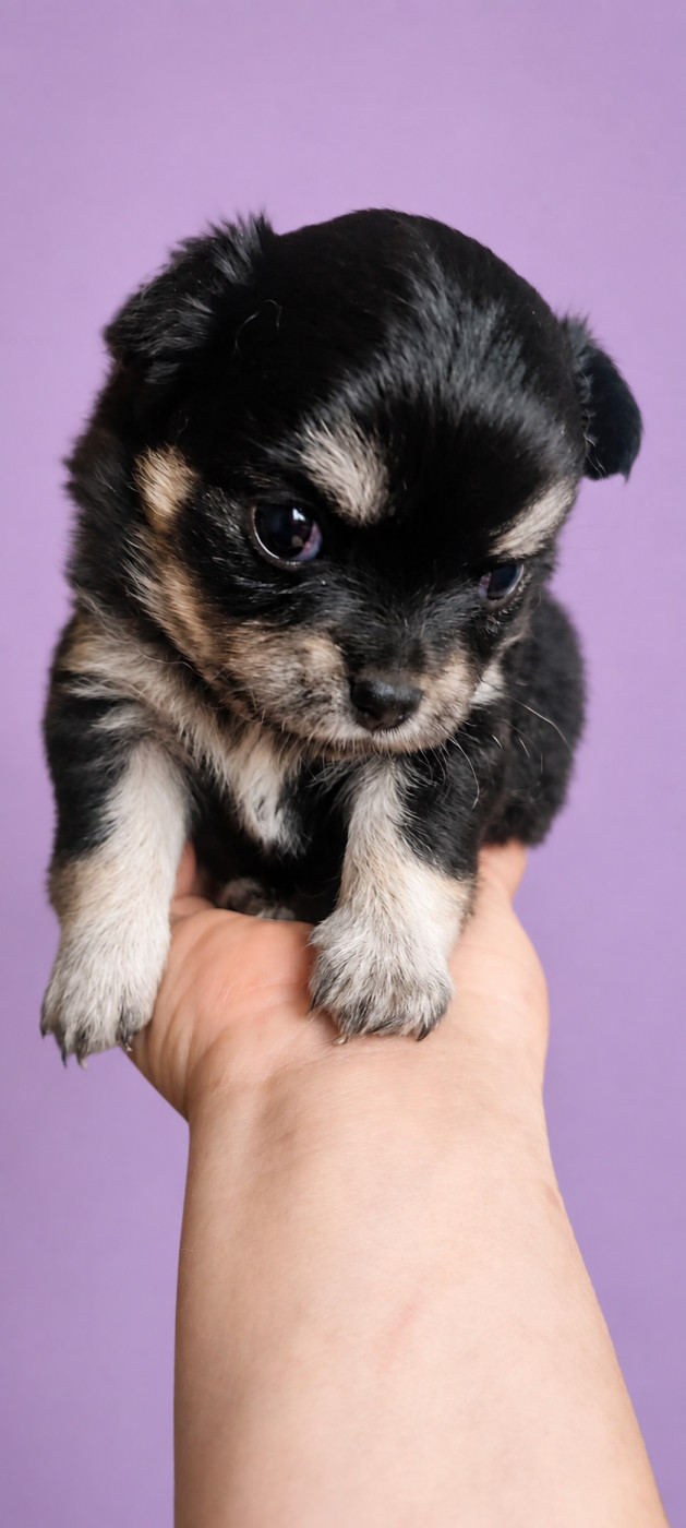 Des Merveilles De La Nature - Chiots disponibles - Chihuahua