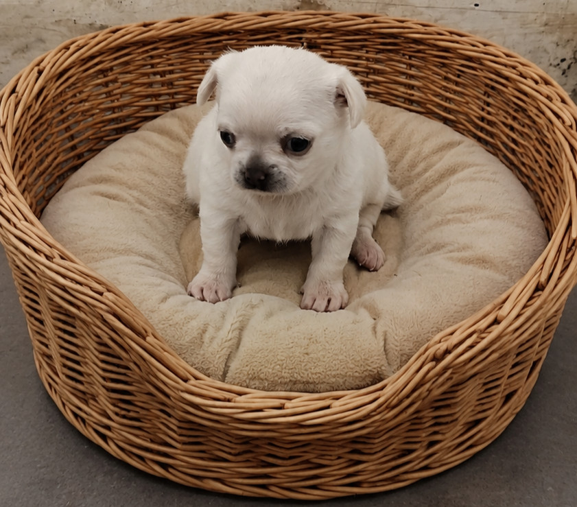 Des Merveilles De La Nature - Chiots disponibles - Chihuahua