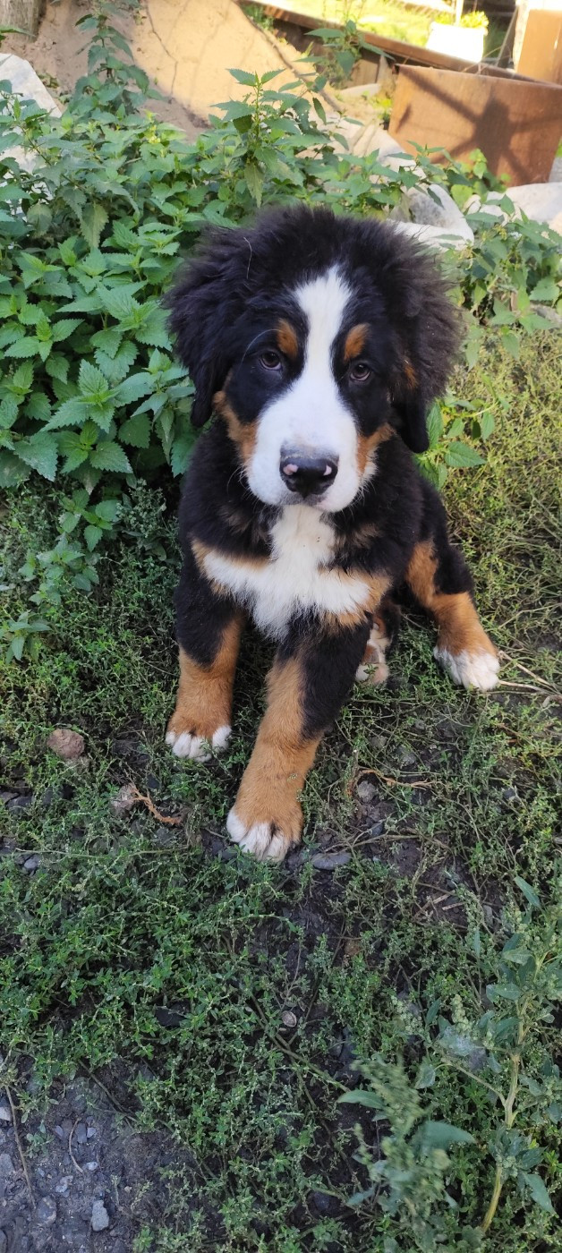 Des Merveilles De La Nature - Chiots disponibles - Bouvier Bernois