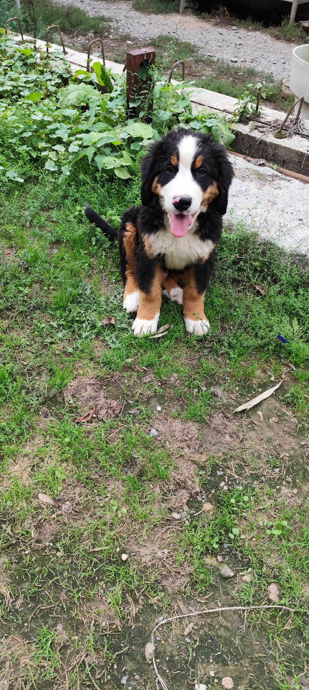 Des Merveilles De La Nature - Chiots disponibles - Bouvier Bernois
