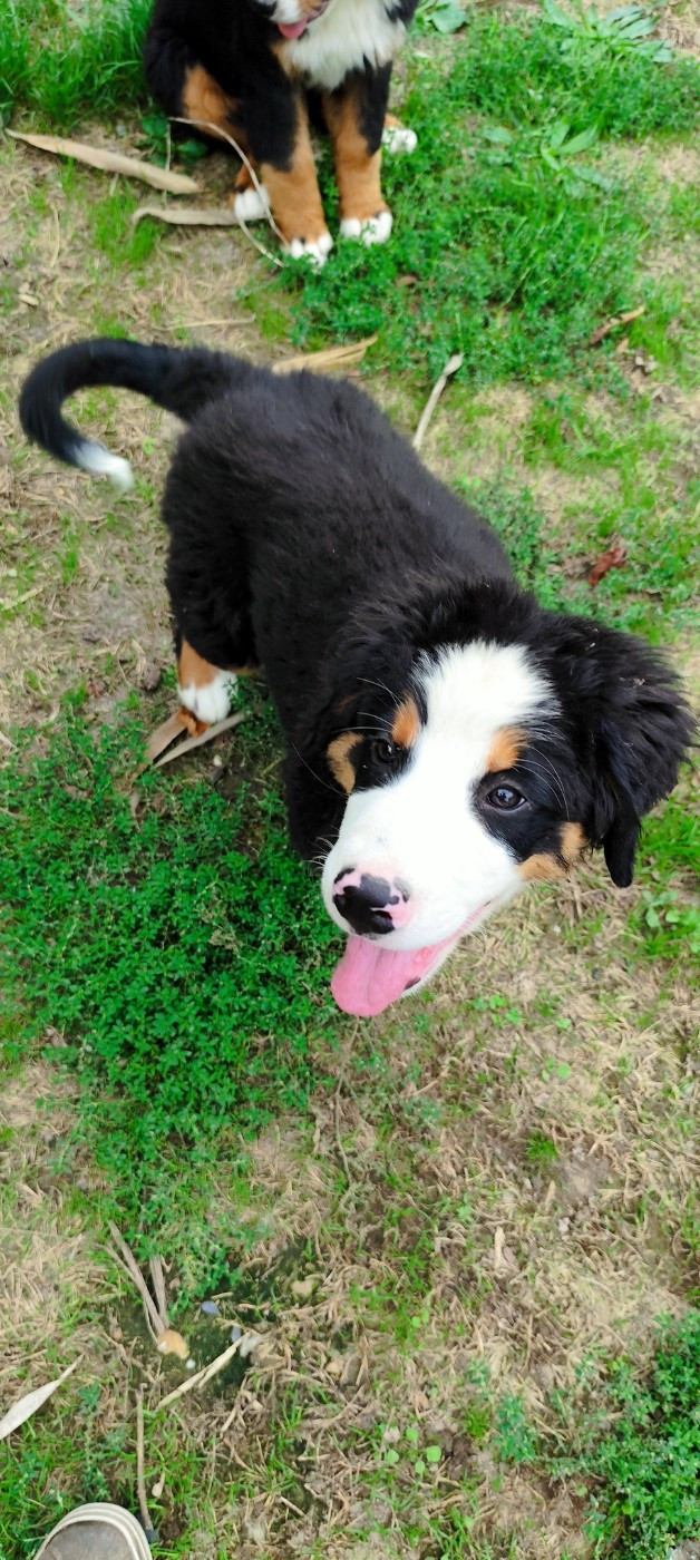 Des Merveilles De La Nature - Chiots disponibles - Bouvier Bernois