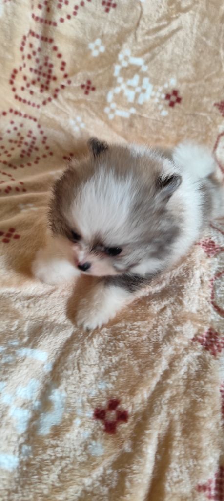 Des Merveilles De La Nature - Chiots disponibles - Spitz allemand