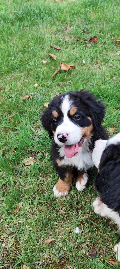 Des Merveilles De La Nature - Chiots disponibles - Bouvier Bernois