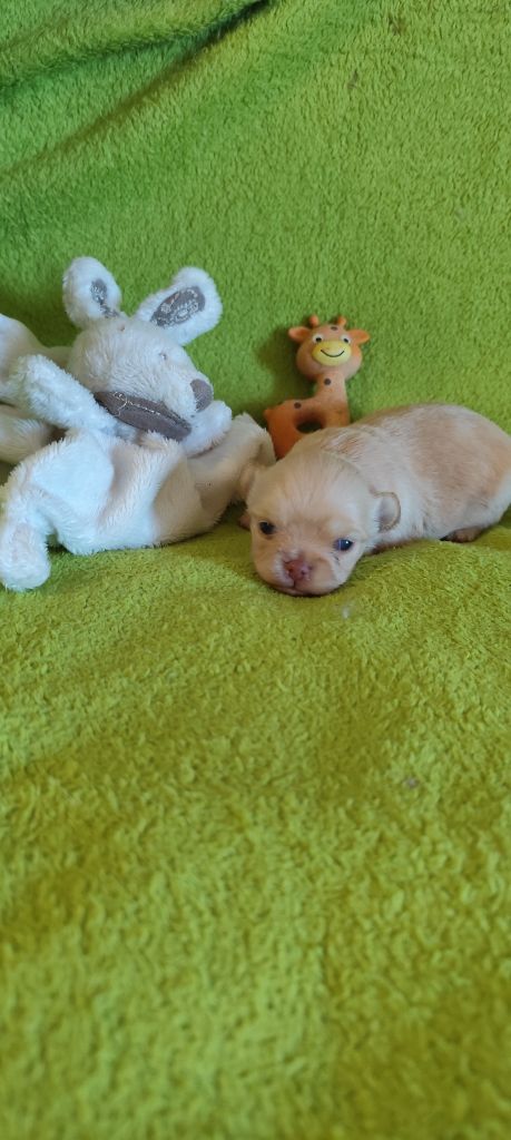 Chiot Chihuahua Des Merveilles De La Nature