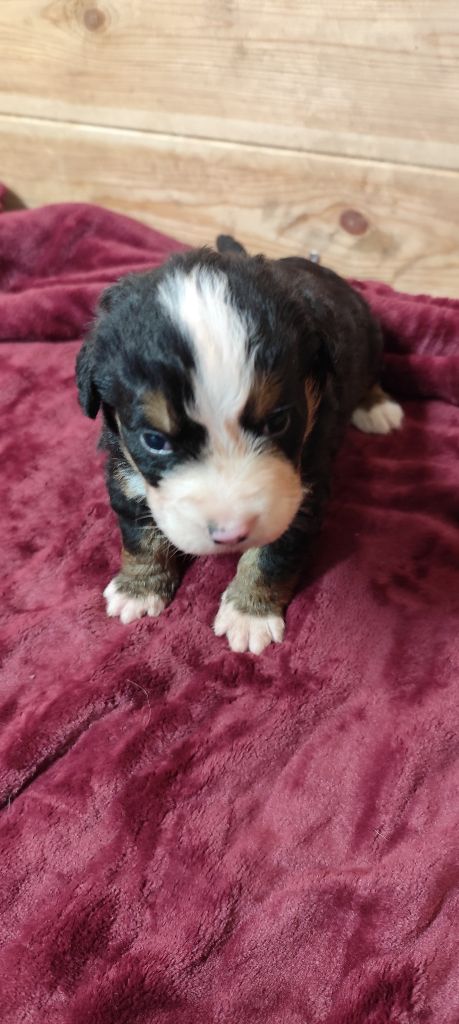 Des Merveilles De La Nature - Chiots disponibles - Bouvier Bernois