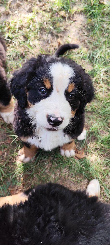 Des Merveilles De La Nature - Chiots disponibles - Bouvier Bernois