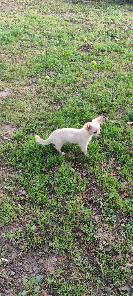 Des Merveilles De La Nature - Chiots disponibles - Chihuahua