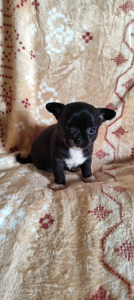 Des Merveilles De La Nature - Chiots disponibles - Chihuahua