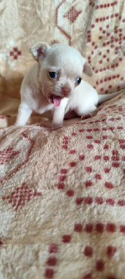 CHIOT 2