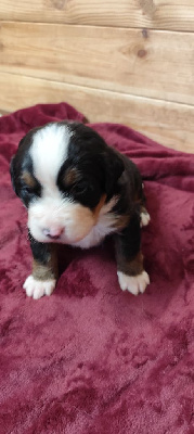 CHIOT 2