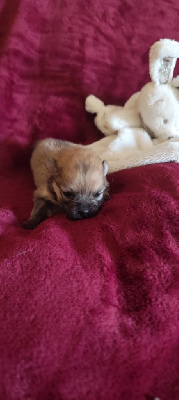 CHIOT 3